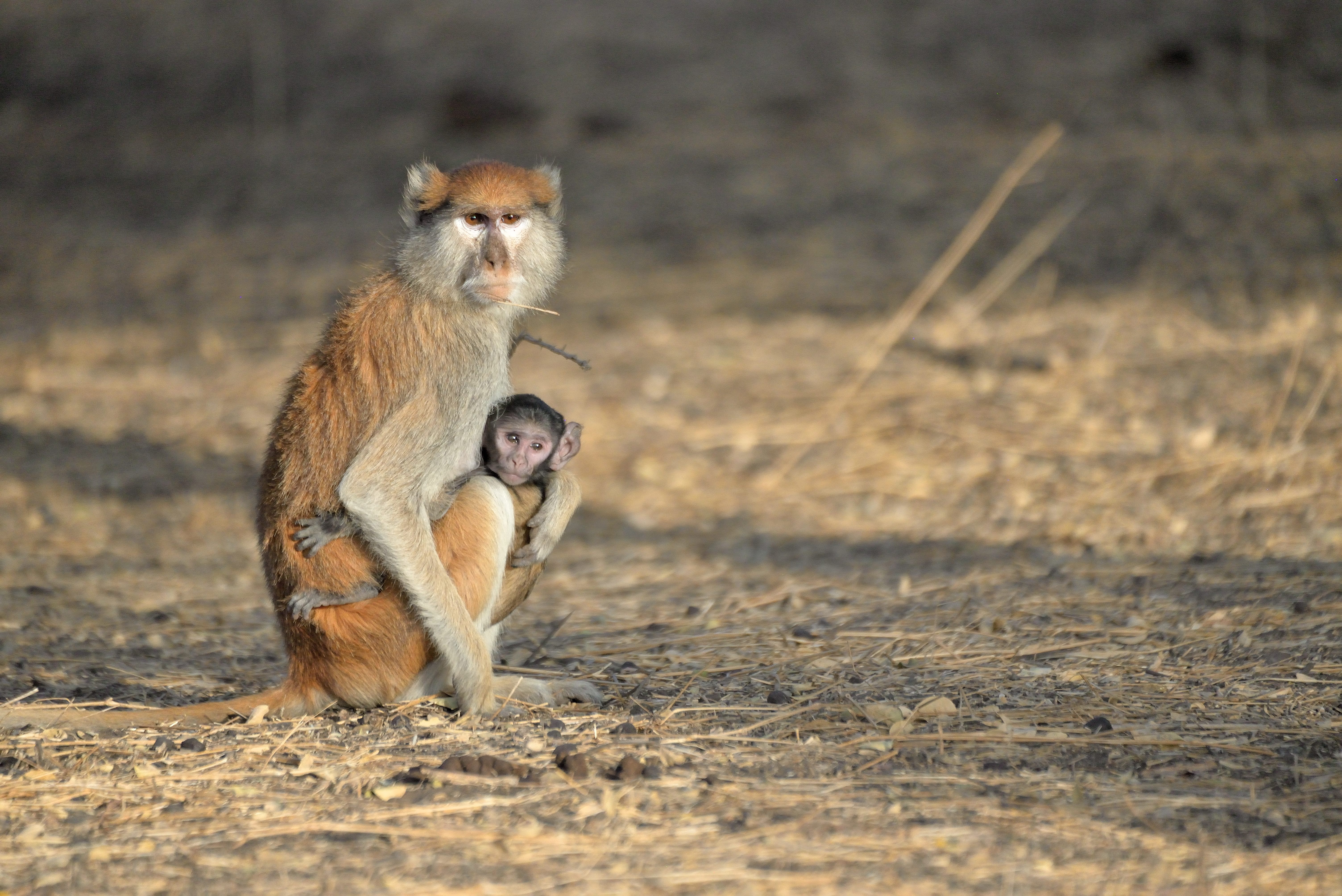 Singe Patas ou singe rouge, ou roux (Patas, Erythrocebus Patas), Femelle portant un bébé, Brousse de Somone, Sénégal.